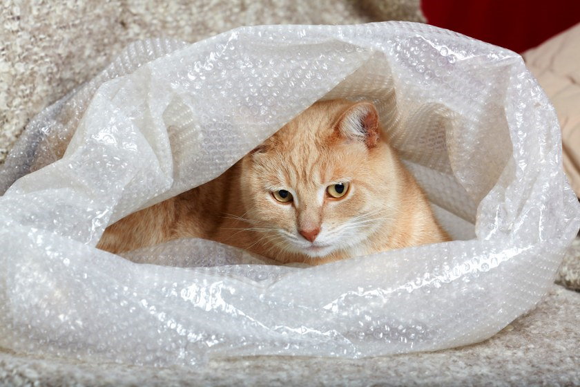 moving with cats