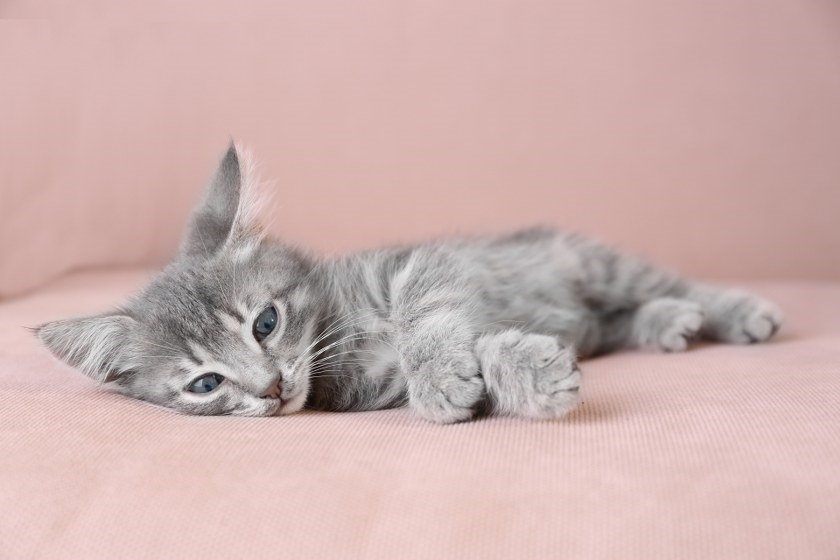 moving home with pets