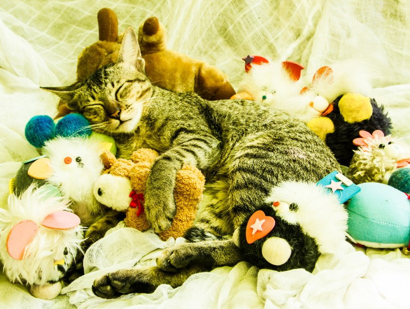 packing cat toys
