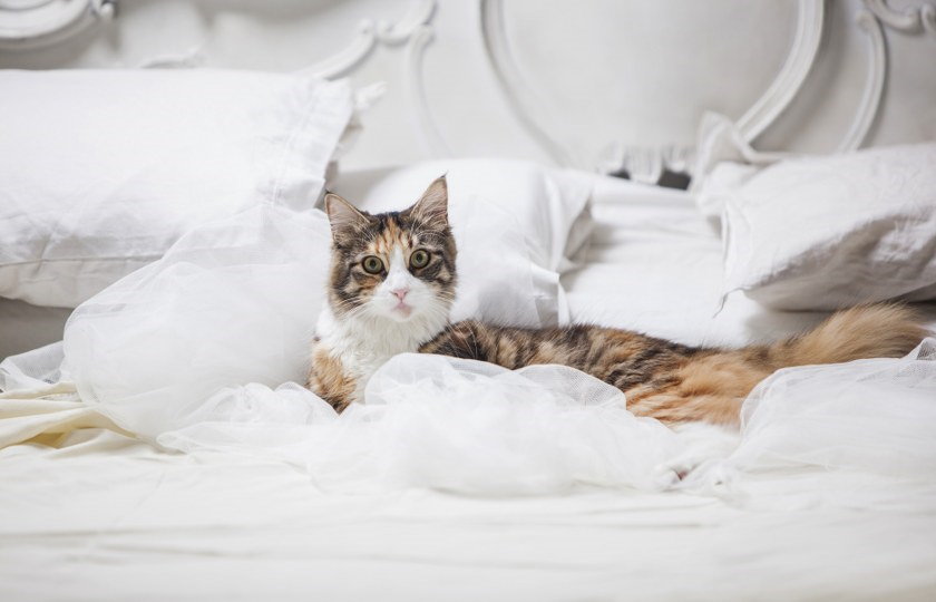 make your cat comfortable